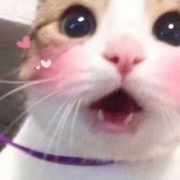 惠娜视频,揭秘生活美学与心灵成长之旅