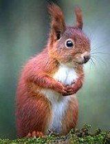 火焰鼠视频,揭秘神秘生物的奇幻之旅