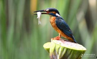 翠鸟吃鱼视频,自然界的猎食奇观