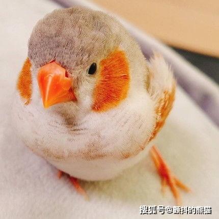 按摩小指视频,缓解疲劳，促进健康