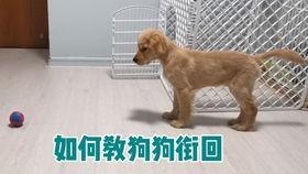 教狗狗视频