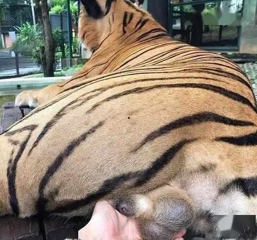 泰国虎视频,探索神秘泰国，尽享视听盛宴