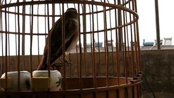 油蛉的叫声视频,探寻自然界的和谐旋律