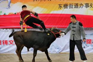 掼牛视频,一场精彩绝伦的竞技盛宴